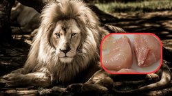 चिड़ियाघर में शेर के सामने मीट फेंकने लगे शरारती युवक, दहाड़ने लगे वनराज, फिर…, पड़ गए लेने के देने