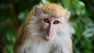 Monkey| Siwan News| Siwan Monkey Attack