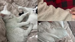 OMG! अचानक हरे रंग की होने लगीं घर की चीजें, महिला ने शेयर की परेशानी तो कमेंट से हुआ चौंकाने वाला खुलासा