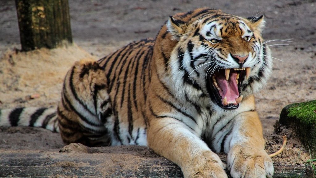 Tiger urine| Chinese Zoo| Chinese zoo selling tiger Urine