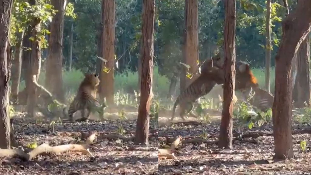 kanha tiger reserve| tiger fight| tiger fight viral video