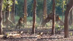 देखते ही देखते भिड़ गए दो बाघ, भीषण लड़ाई का वीडियो पर्यटक ने किया रिकॉर्ड, देखकर डर जाएंगे