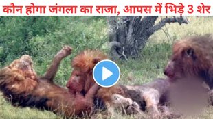 lions fight each other to become the king, Lion Attack Video