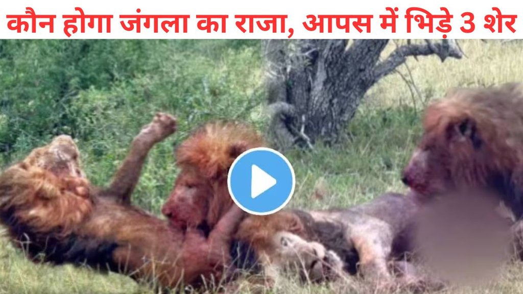 lions fight each other to become the king, Lion Attack Video