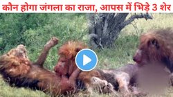 जिंदगी किसी के लिए आसान नहीं! आपस में भिड़े तीन शेर, एक-दूसरे को फाड़ डाला, आखिर किसने जीती लड़ाई, देखें Viral Video