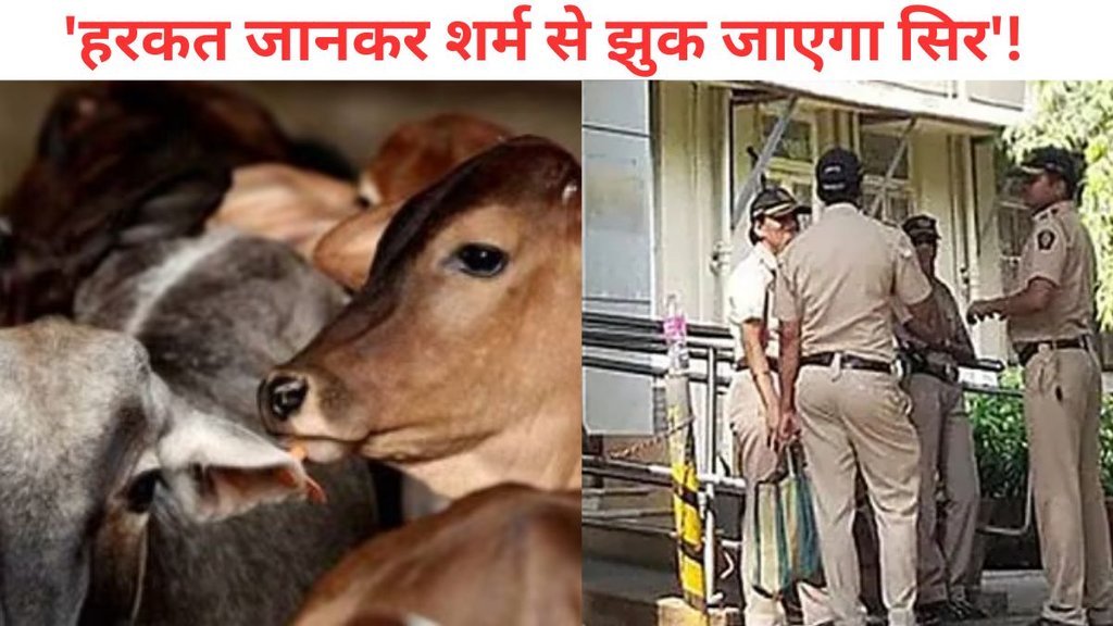 karnataka, cow, police, BJP
