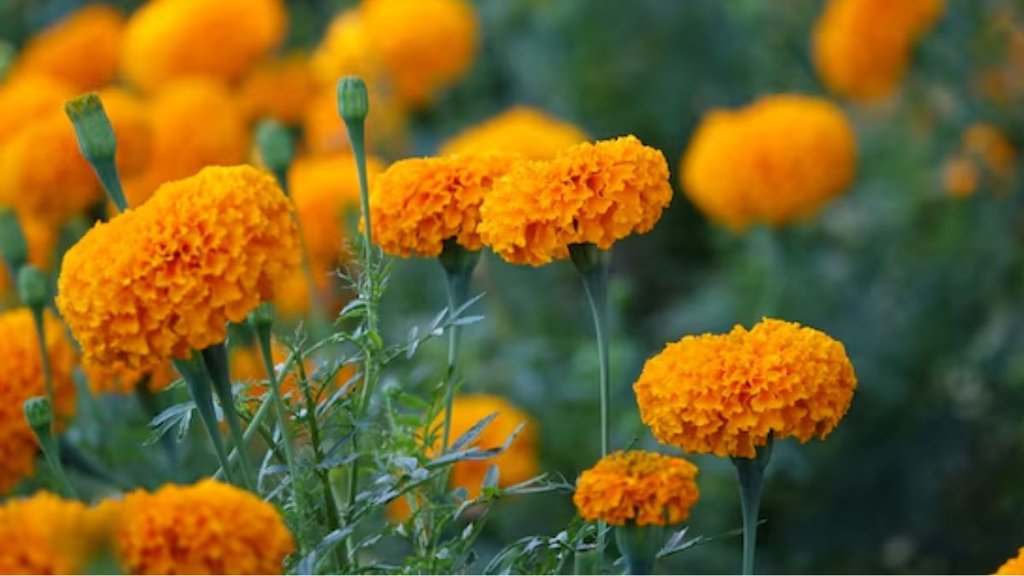 Marigold Plants। Marigold Flowers। Marigold Plants water