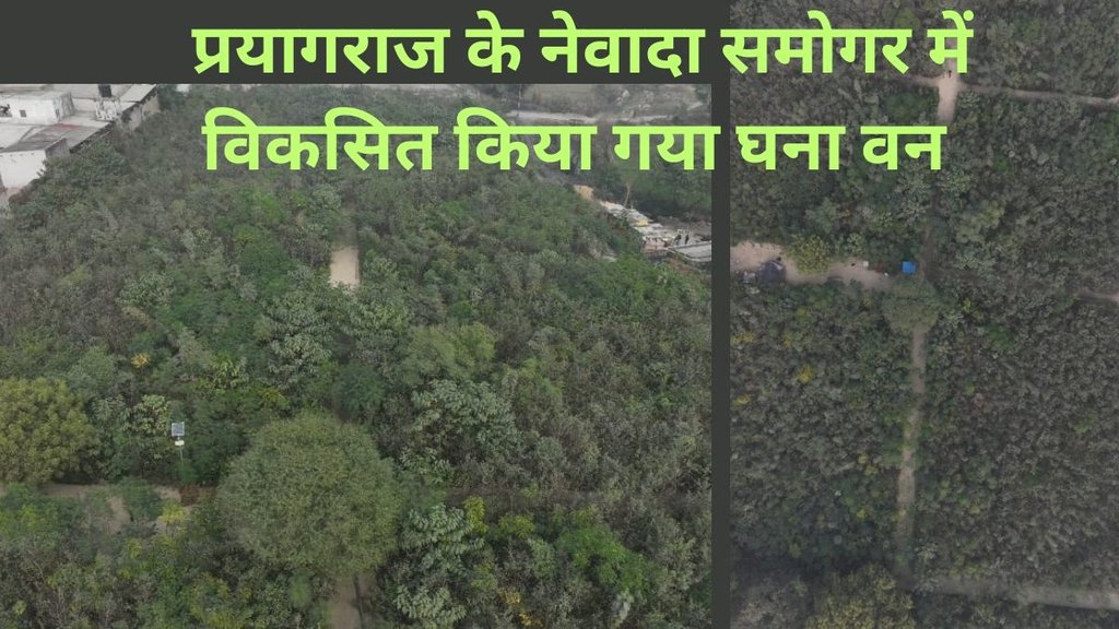 प्रयागराज के नेवादा समोगर में मियावाकी तकनीकी से घना वन क्षेत्र विकसित किया गया है। 