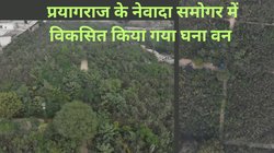 Prayagraj Maha Kumbh 2025: महाकुंभ में श्रद्धालुओं को मिलेगी साफ हवा, तैयार हुआ ऑक्सीजन बैंक, प्रयागराज में मियावाकी तकनीक से विकसित हुआ घना वन