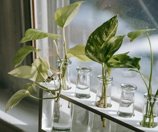 Money plant types for prosperity