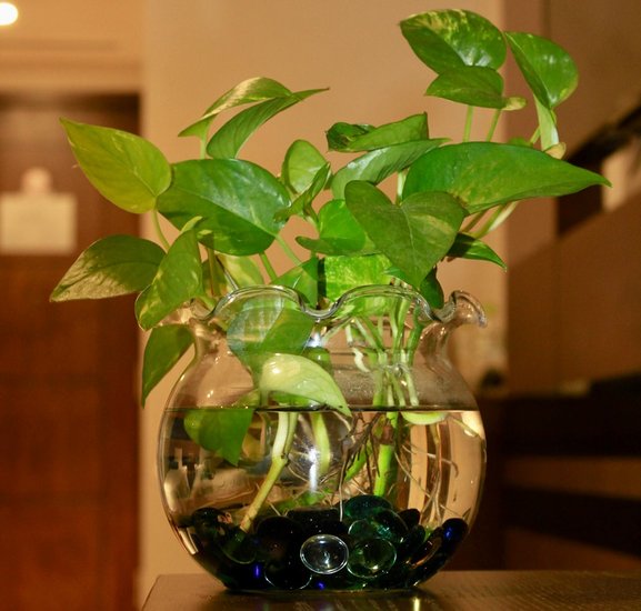 Money plant with large leaves