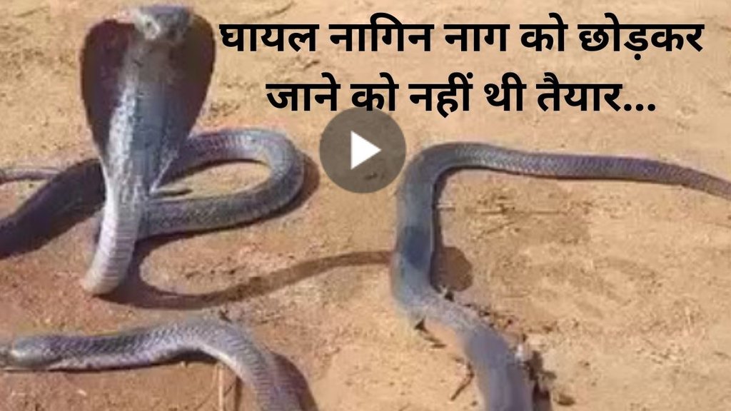 Naag Nagin Viral Video, viral news, Viral video, Viral video 2025