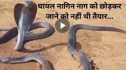 17 सालों का साथ! JCB ने नाग को कुचला, नागिन घंटों करती रही विलाप फिर…, हालत देख इमोशनल हुए लोग, Video Viral