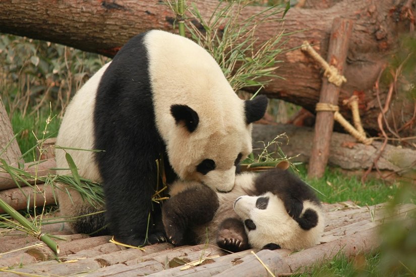 Pandas