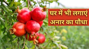 Pomegranate tree । Pomegranate। Pomegranate At Home