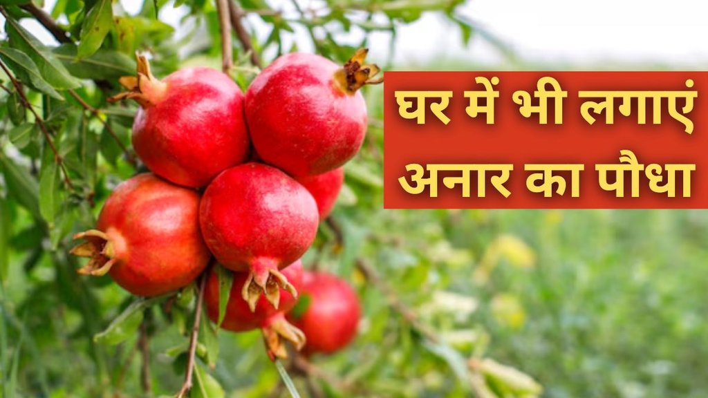 Pomegranate tree । Pomegranate। Pomegranate At Home