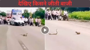Sadak Par Hui Saanp Aur Nevle Ki Ladai Video