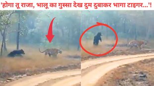 Satpura Tiger Reserve