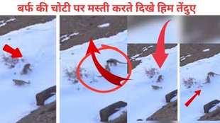 Snow Leopards dancing, Zanskar Valley
