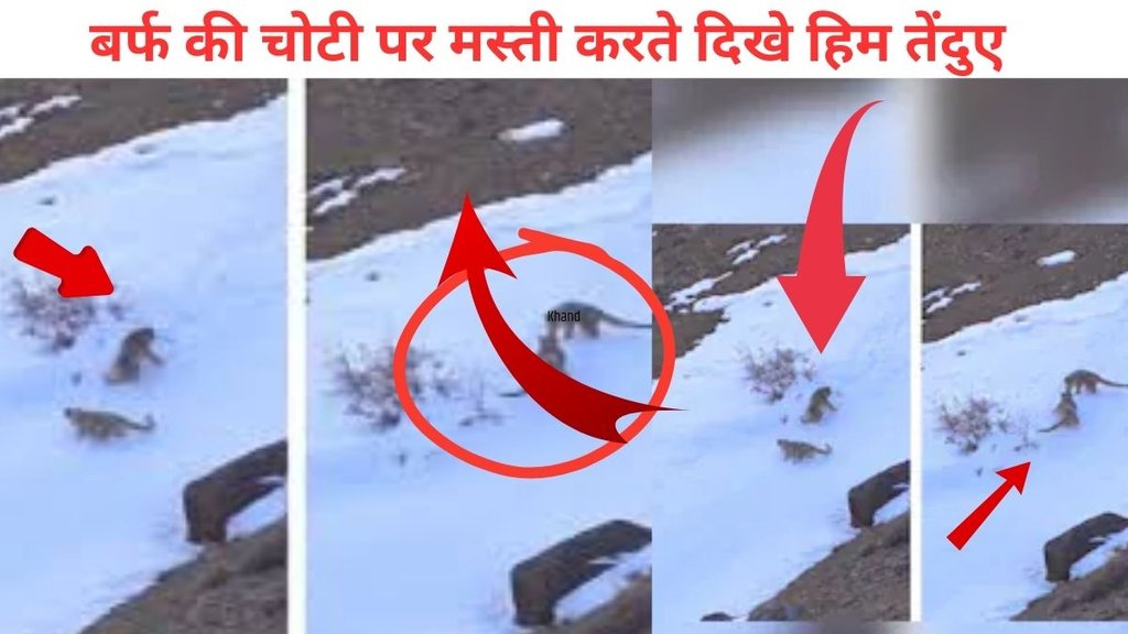 Snow Leopards dancing, Zanskar Valley