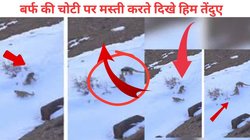 बर्फीली चोटियों पर ‘डांस’ करते दिखे दुर्लभ स्नो लेपर्ड, IAS ने किया शेयर, लोगों को खूब पसंद आ रहा Viral Video