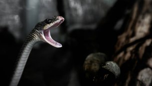 This snake builds its own nest