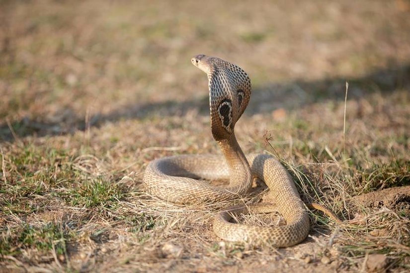 Who is king of Snakes