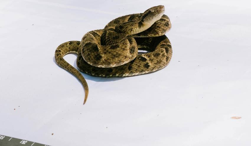 This snake makes a nest