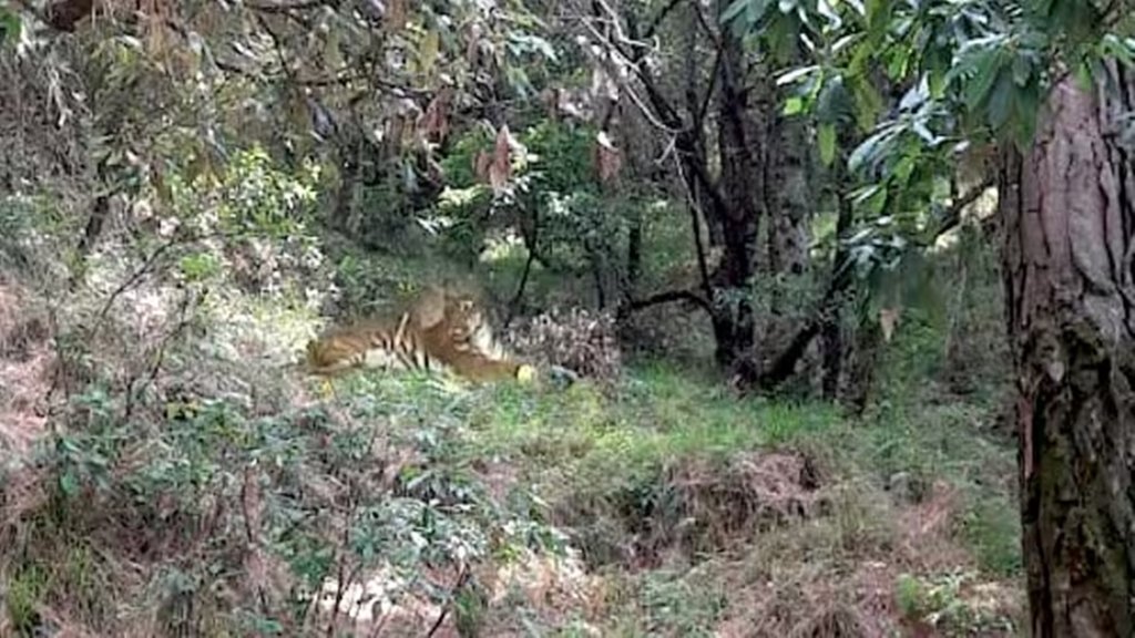 Jammu tiger controversy, Rajouri tiger sighting