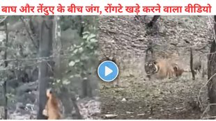 Tiger attacks leopard, viral video