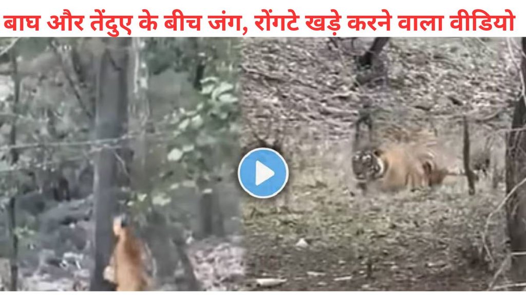 Tiger attacks leopard, viral video