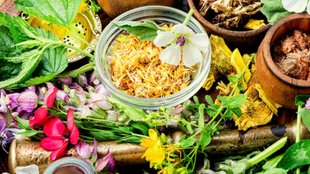 Top medicinal plants। medicinal plants। Tulsi Plant
