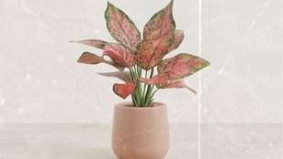 Which plants avoid sunlight