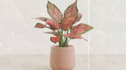 कौन सा पौधा बिना धूप के उग सकता है? जानें और सर्दियों में इन्हीं पौधों को लगाएं