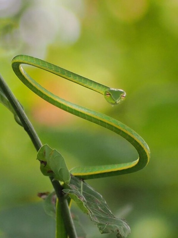 10 natural plants that keep snakes away