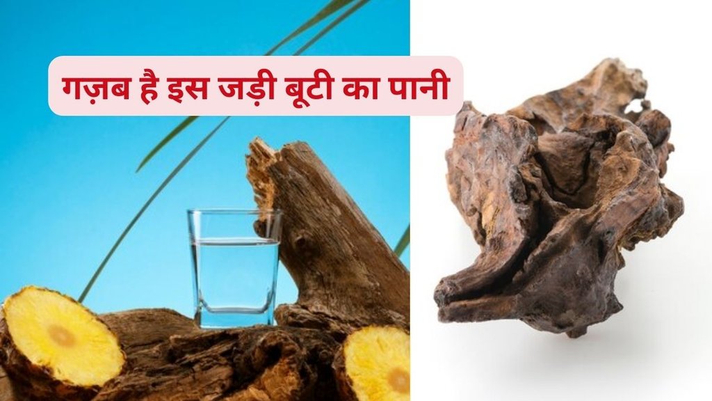 benefits of drinking Vijaysar wood water,how to make Vijaysar wood water,Vijaysar wood water,Vijaysar wood for diabetes,Vijaysar health benefits,reduce bad cholesterol,protect liver health,natural remedies for digestive issues,