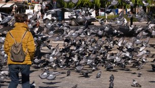Why are pigeons dangerous for health
