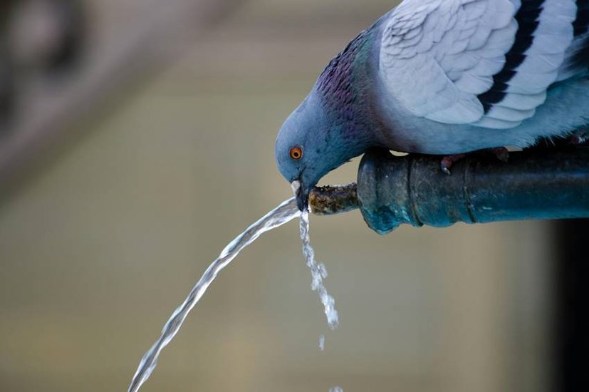 For which people are pigeons more dangerous