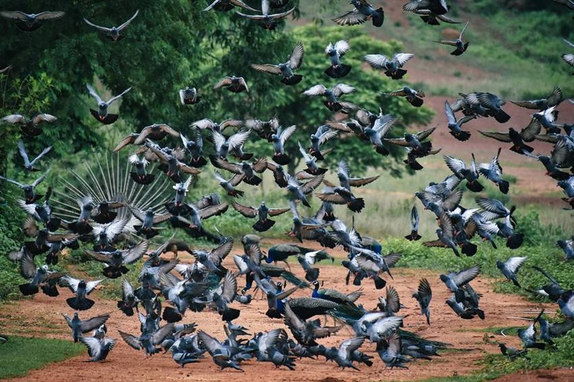 pigeons dangerous for health