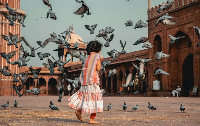 viruses released from pigeons body