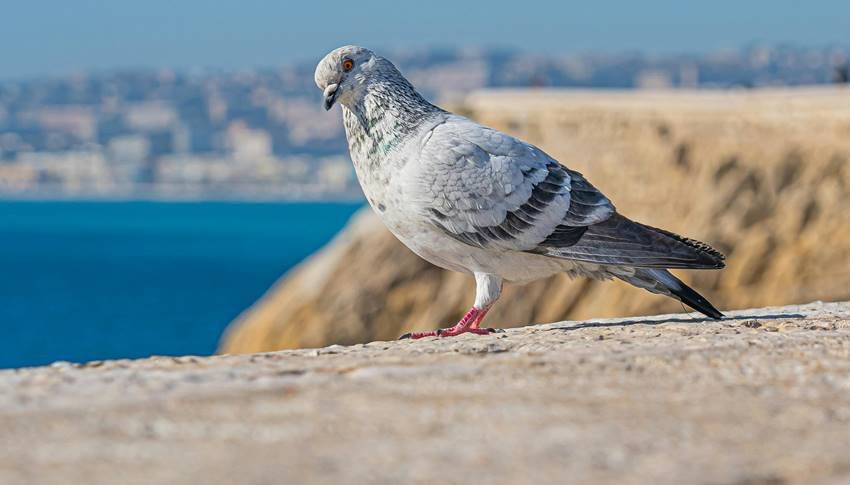 pigeons are dangerous for health