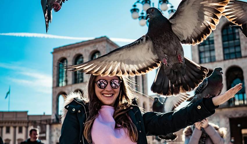 What diseases can a pigeon cause