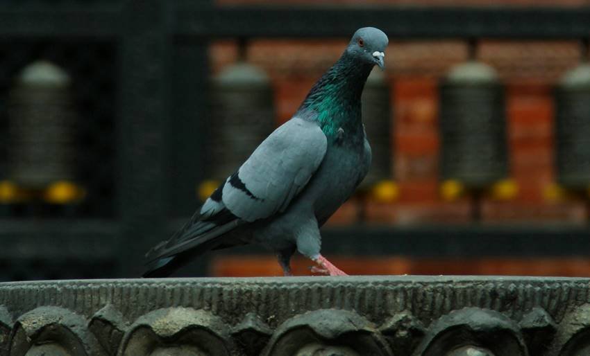 pigeons for health