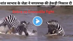 मगरमच्छ के जबड़े से यूं बच निकला जेब्रा, जल राक्षस को चखाया मजा…, अनोखी जंग का वीडियो Viral, आंखों पर नहीं होगा यकीन