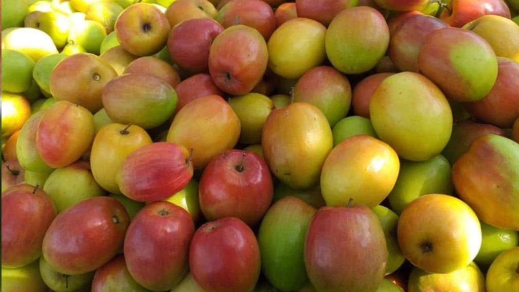 how to eat ber fruit