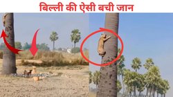 चार-पांच कुत्तों के डर से पेड़ पर इस हाल में लटकी थी बिल्ली, नीचे झुंड में खड़े थे शिकारी, ऐसी बची जान, Video Viral