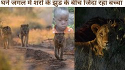 आदमखोर शेरों का झुंड, जंगल में 5 दिनों तक भटका बच्चा, जिंदा बचने के लिए लगाई अनोखी जुगाड़, देखें Viral Video