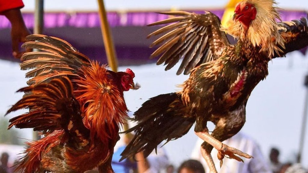 cock fight| makar sankranti| andhra pradesh