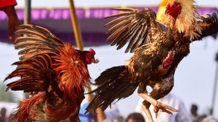 cock fight| makar sankranti| andhra pradesh