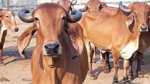 cow urine| gaumutra| IIT madras